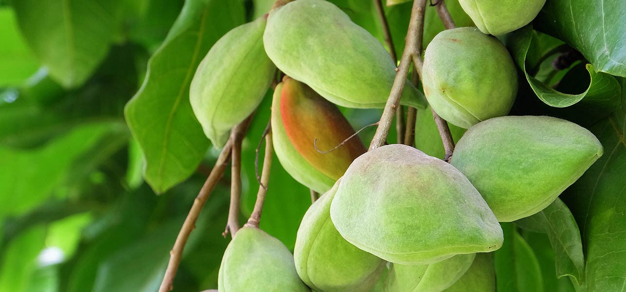 Kakadu Plum - Aussie Skin Care Superfood You Need to Know About